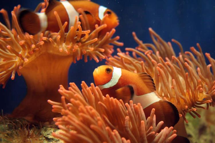 Gratis all'Acquario con l'offerta del BEST WESTERN Hotel Metropoli Prenota ora il tuo soggiorno al BEST WESTERN Hotel Metropoli ed entra gratis all'Acqaurio di genova!