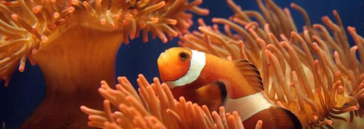Offerta speciale Acquario di genova - Best Western Hotel Metropoli - Genova Scopri l'unica offerta a Genova che ti permette di entrare gratis all'Acquario di Genova!