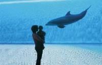Il delfino ti da un bacino Uno dei delfini dell’ acquario di genova