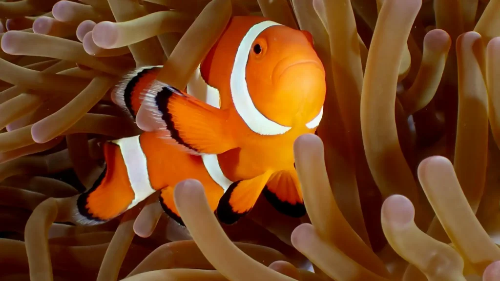 In the picture, a close-up of a clownfish.